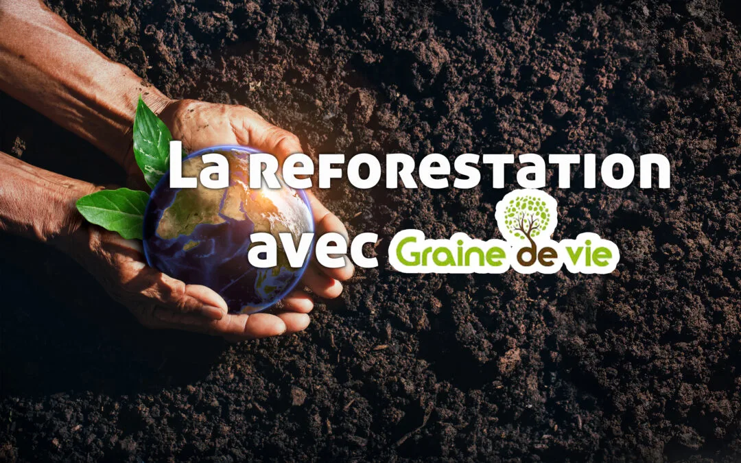 Reforestation avec Graine de Vie